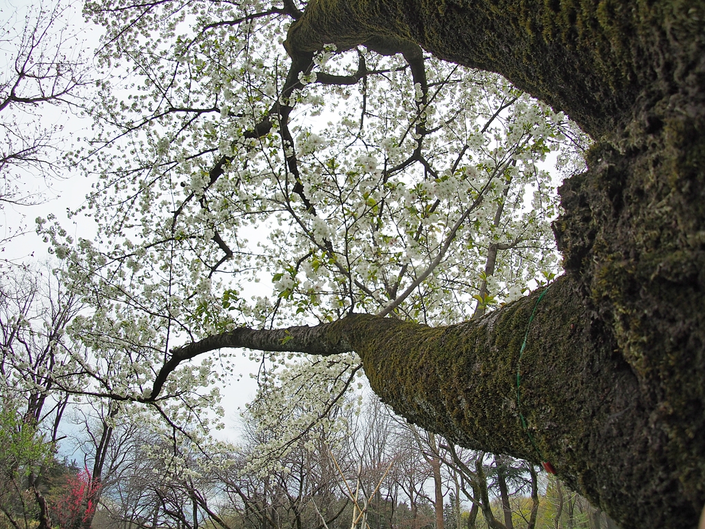 2019 サイレント・プア