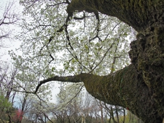 2019 サイレント・プア