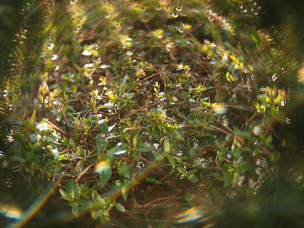 緑色の魔法使い ２