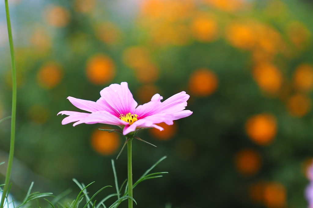 秋の花火
