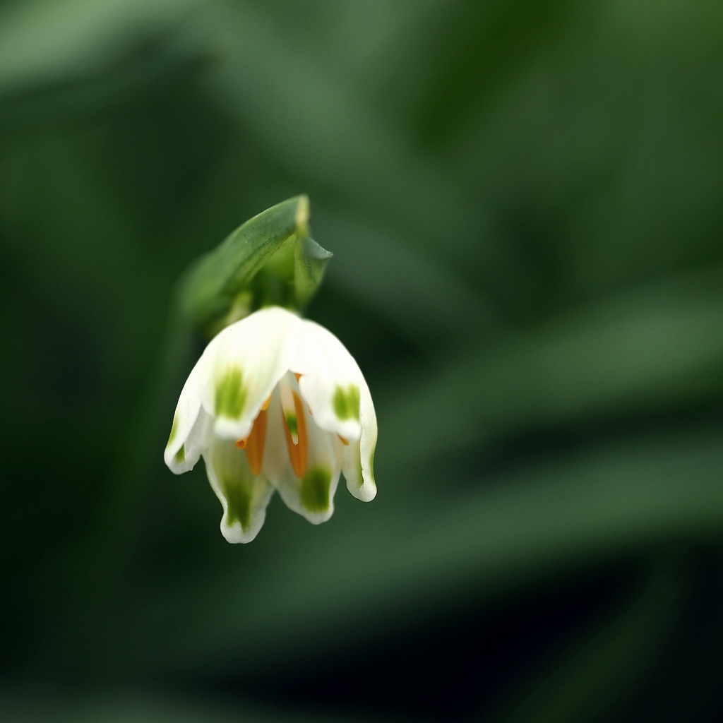 何のてらいもない少女のように