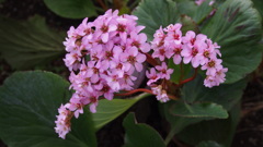 ヒマラヤユキノシタ２