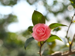 神代植物公園「椿・さくらまつり」