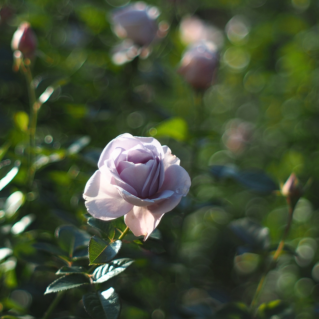 オジサンが乙女チックに撮る言い分