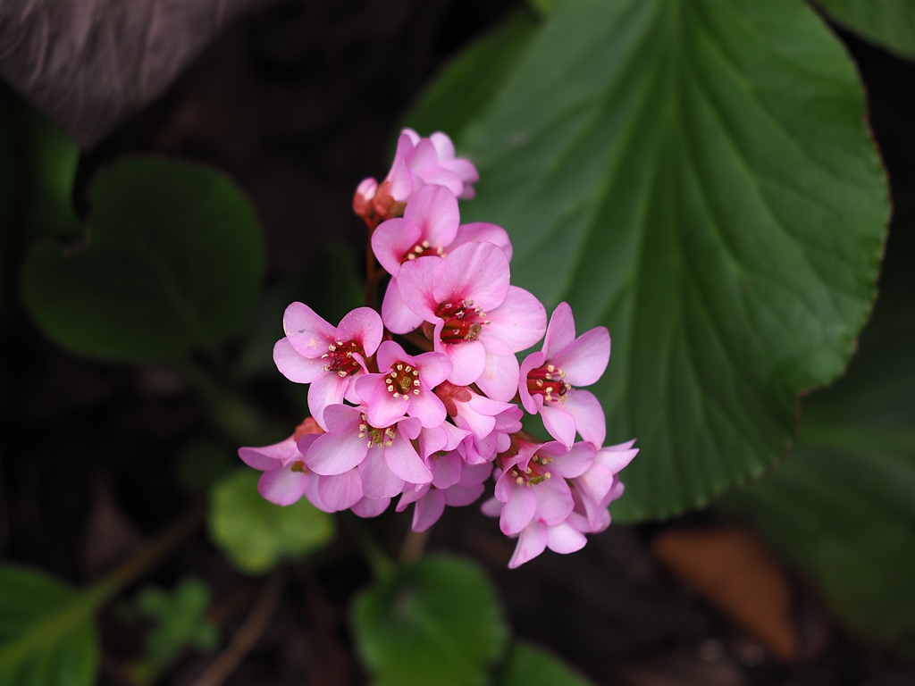 Bergenia stracheyi