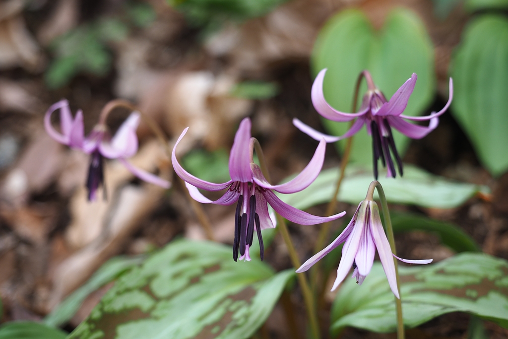 性格向上委員会
