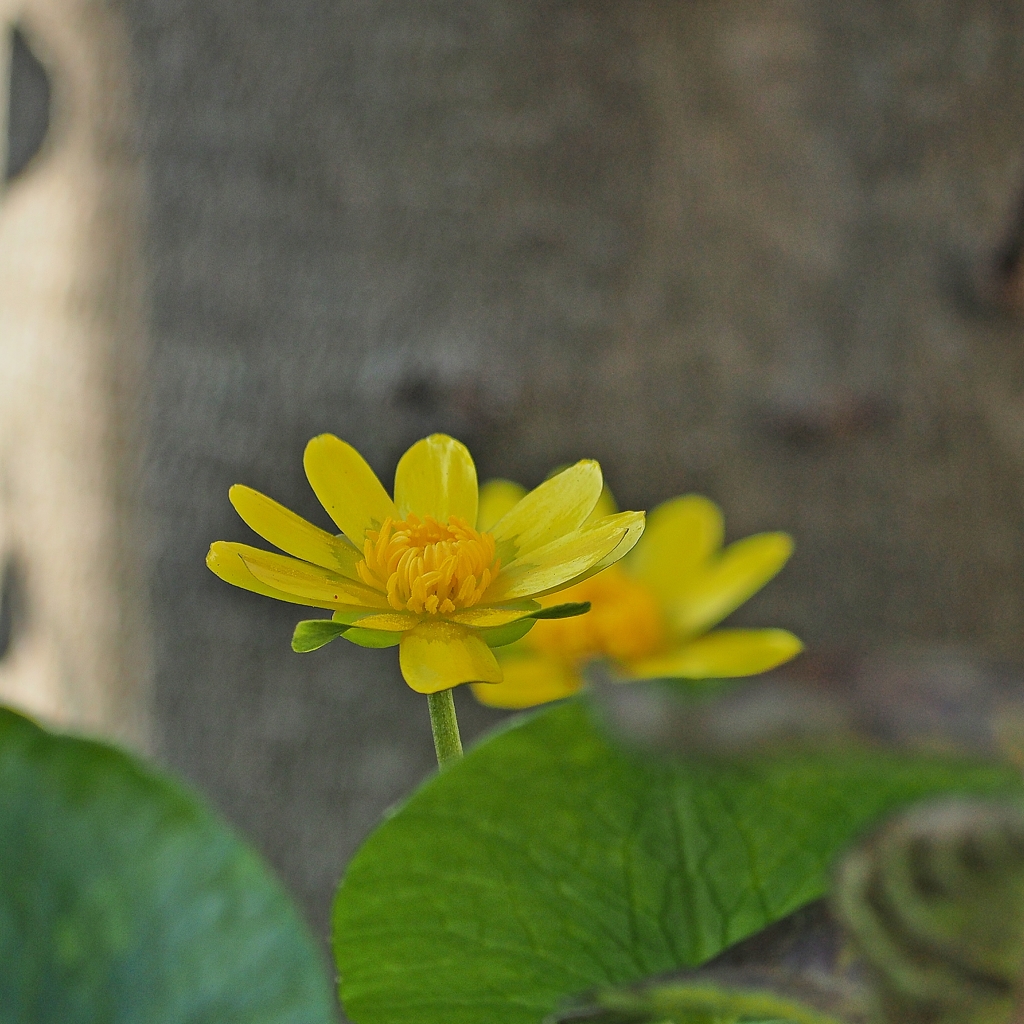 頑張れキットレンズ②