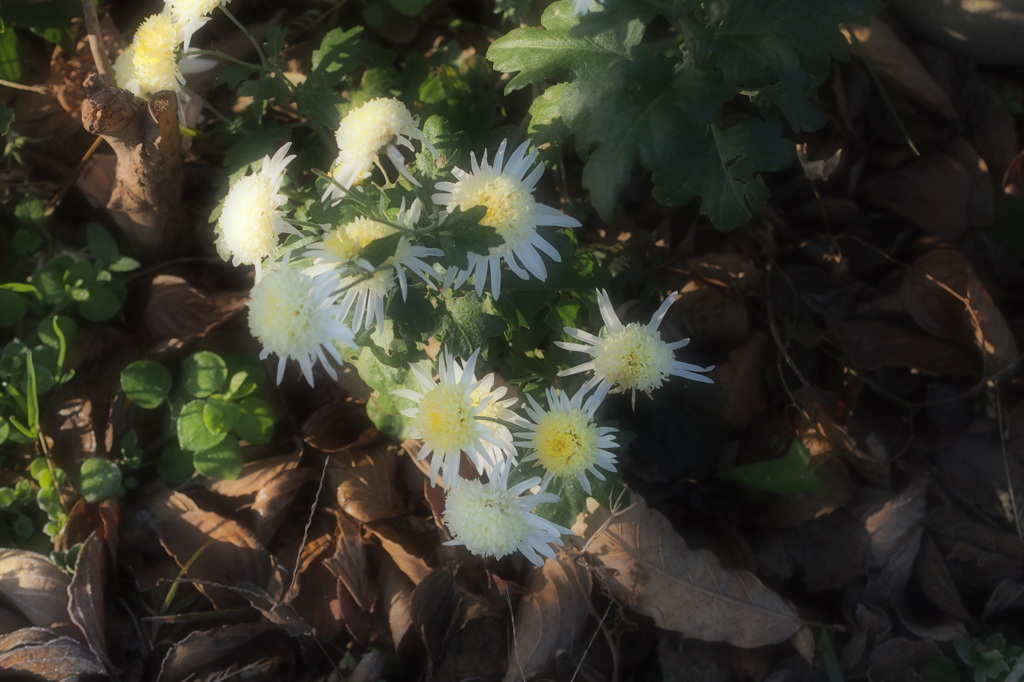 小菊ファンタスティック