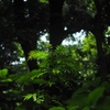 The Forest