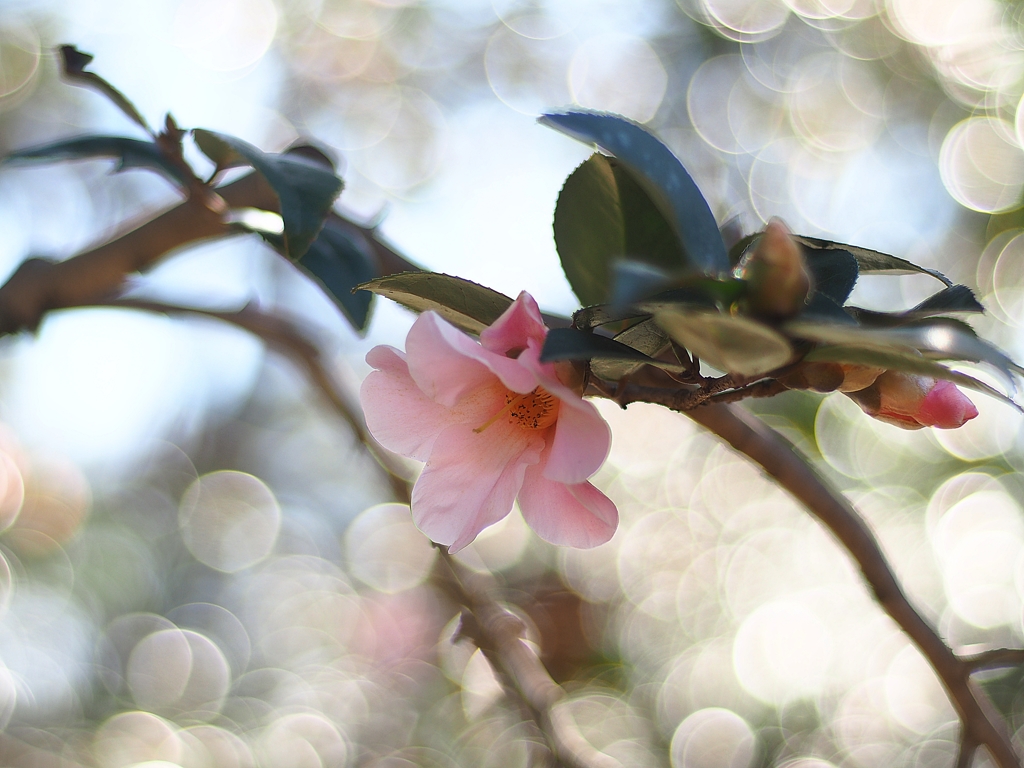 AI Nikkor 50mm F1.8S