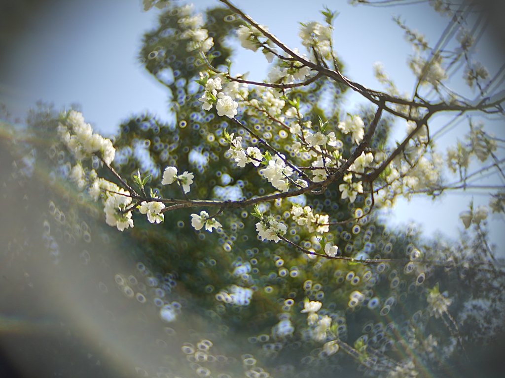 APS-C入　トリミングあり