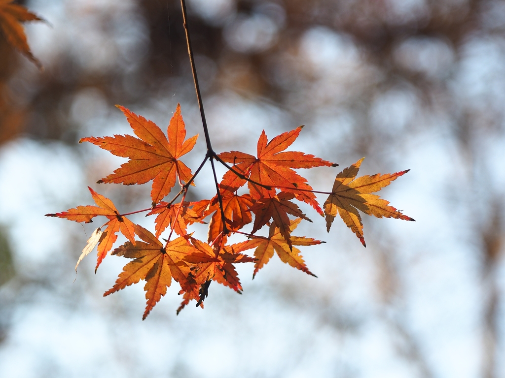 深大寺 最後の紅葉