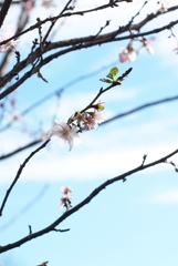 ワタシ狂ってなんかいません