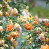 5月10日 生田ばら苑