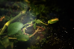 In this corner of the world