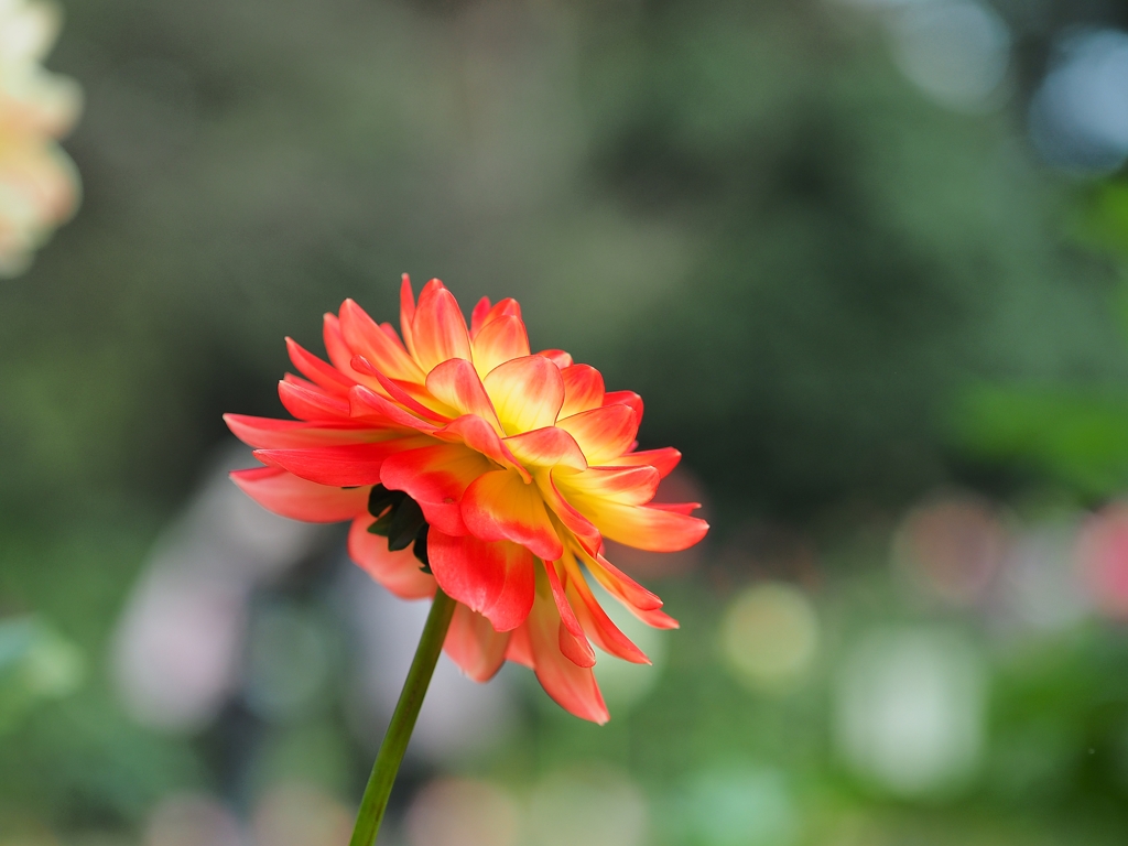 現代レンズで撮る春紅葉(ダリア）