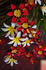 歌舞伎町で遭遇