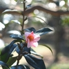 HEXA BOKEH