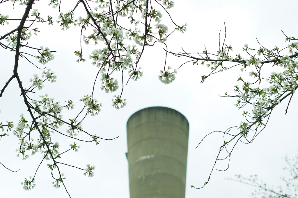 ウルトラの街に白桜