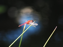 惜しい！一枚 ^^;