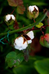 COTTON１００％