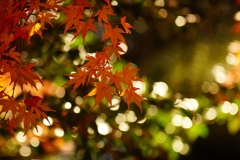 深大寺 亀島弁財天池前 紅葉