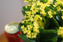 頭の良くなる花