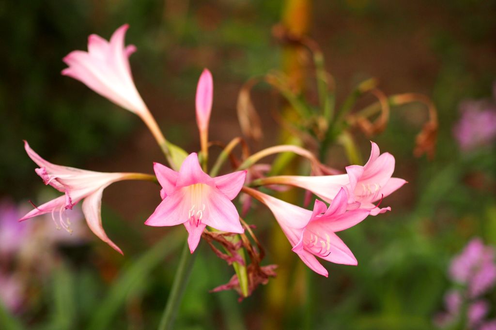 六法（ろっぽう）を踏む