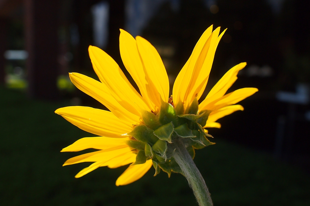 明暗 エクスタシー