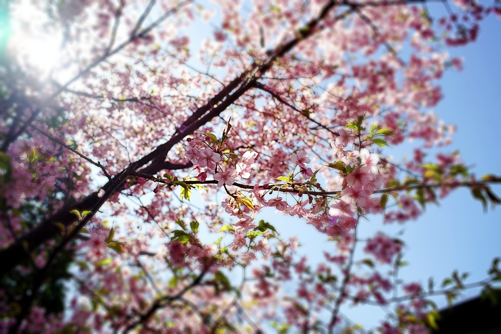 水神苑 河津桜２