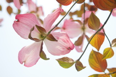 狛江・花水木６