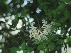 降臨する花