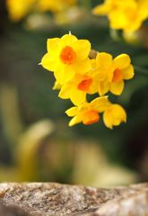 JAXA火星探査機「のぞみ」 JAXA火星探査機「のぞみ」