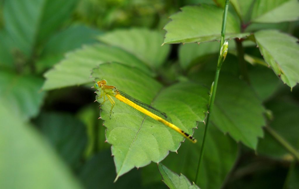 Ceriagrion melanurum