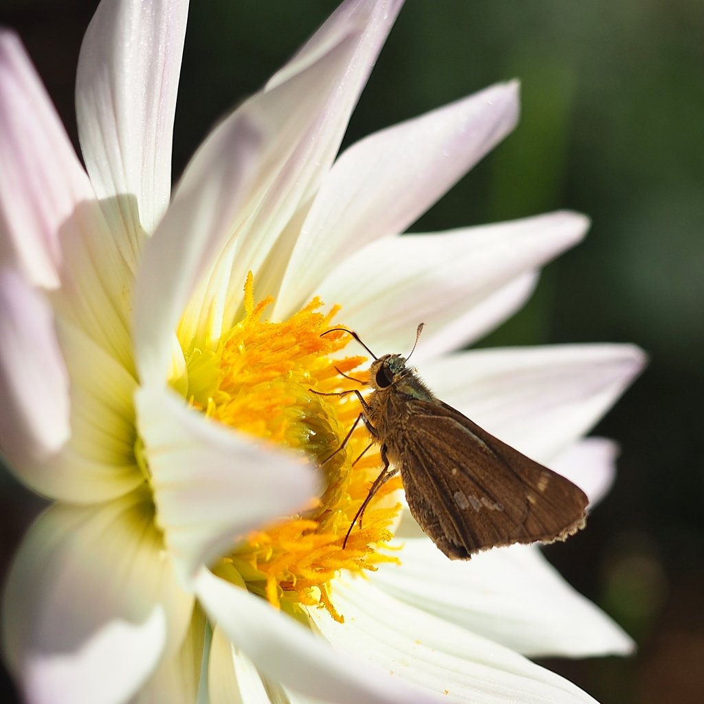 園長の採れたて情報