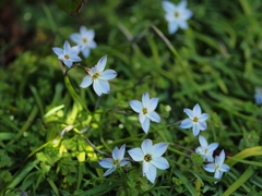 優しくて狂おしい花