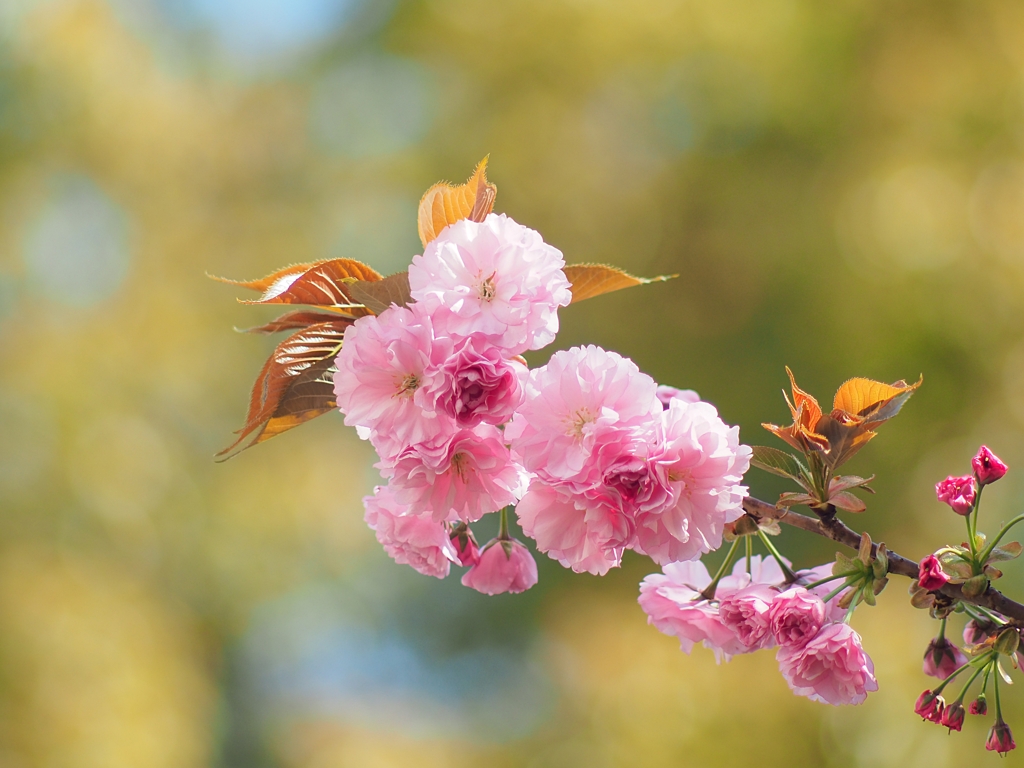 桜を見る会 2020