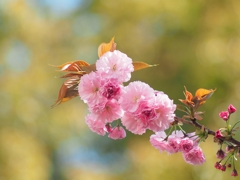 桜を見る会 2020