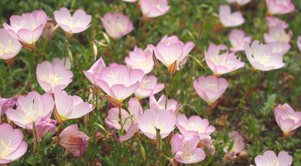 可憐さと生命力