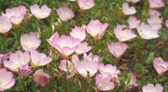 可憐さと生命力