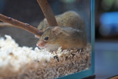 日本最少のチュー