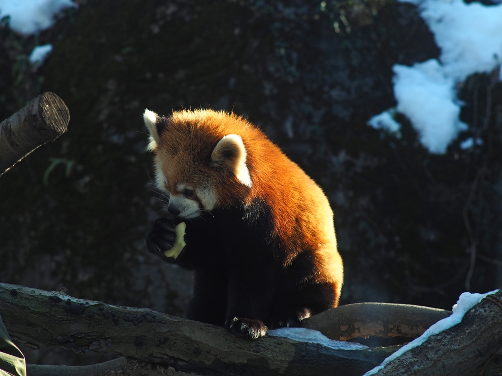 悩めるレッサーパンダ