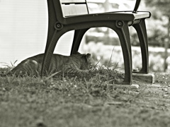 狩猟本能
