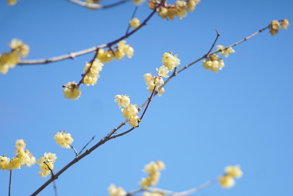 2月25日 蝋梅