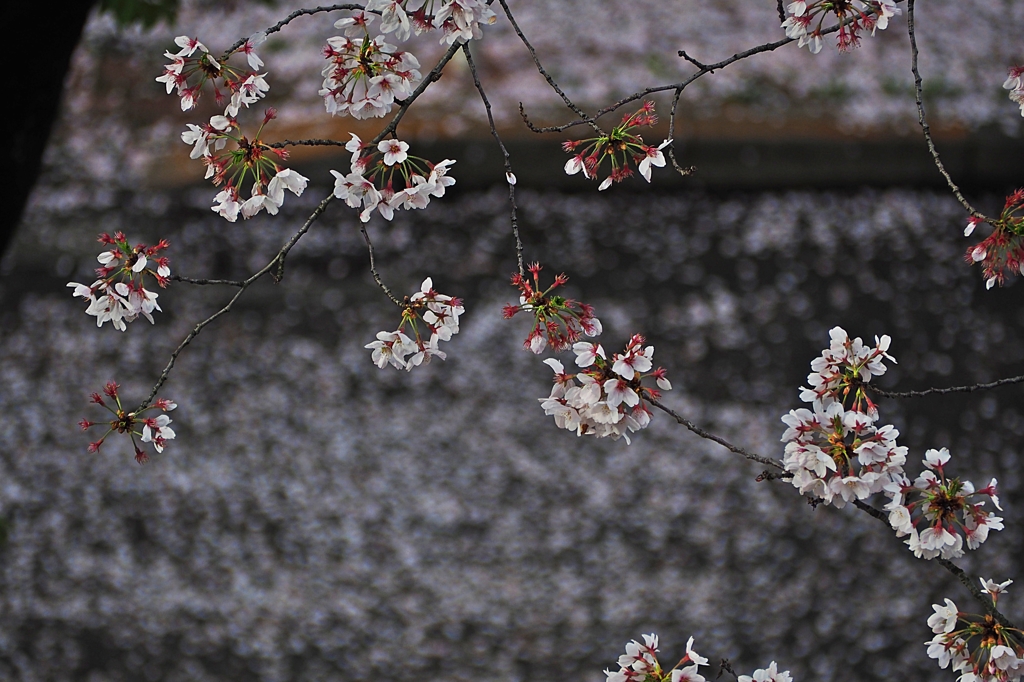 また会いに来るよ