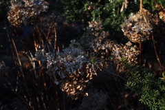 更地となる家 ２