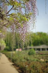 藤の開花状況 報告義務