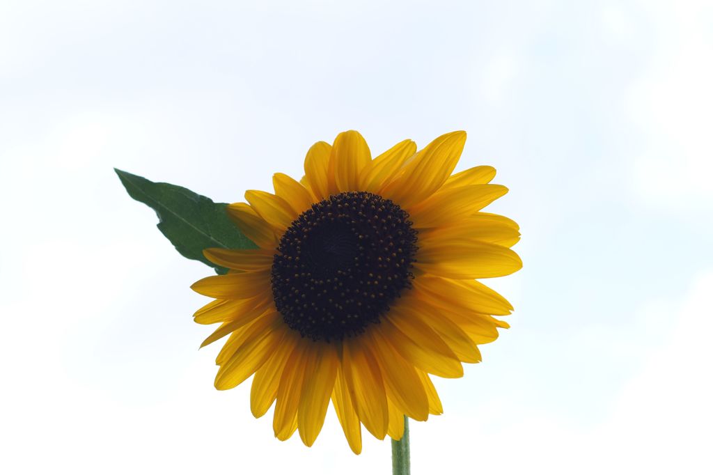 たけしくん ハイ！