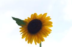 たけしくん ハイ！