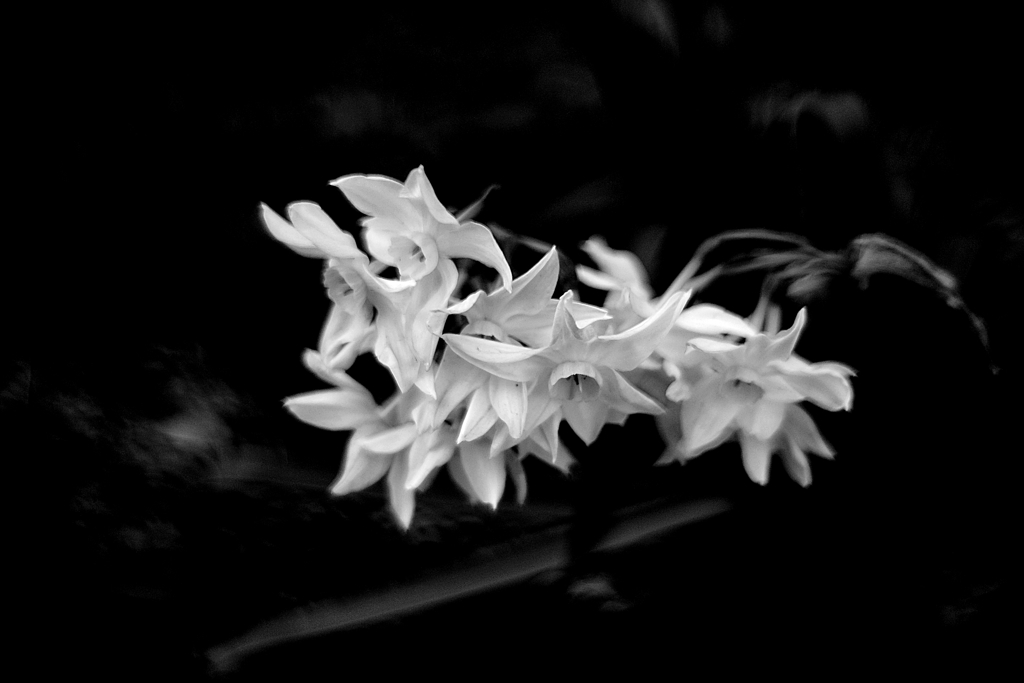 夜空のグランドモナーク２